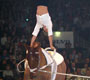 Hingstekring Herning 2006
